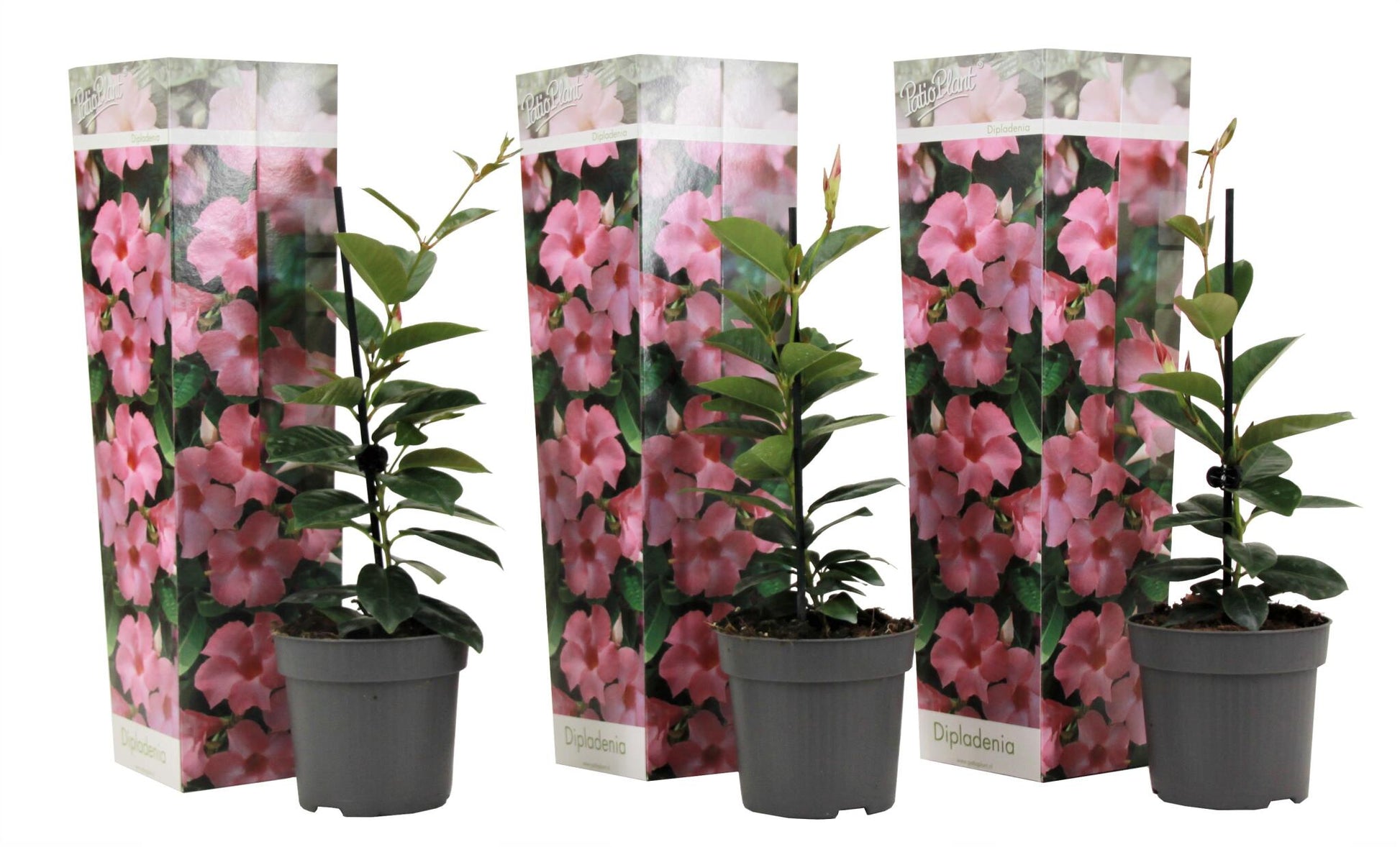Mandevilla - 3 Pzs - Dipladenia Sanderii 'rio Pink' - Altura 25-40cm - ⌀9cm_0