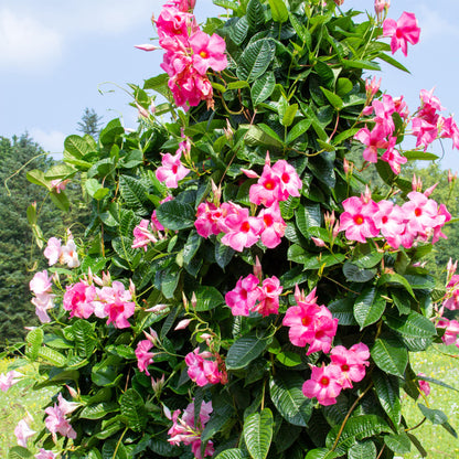Mandevilla - 3 Pzs - Dipladenia Sanderii 'rio Pink' - Altura 25-40cm - ⌀9cm_1