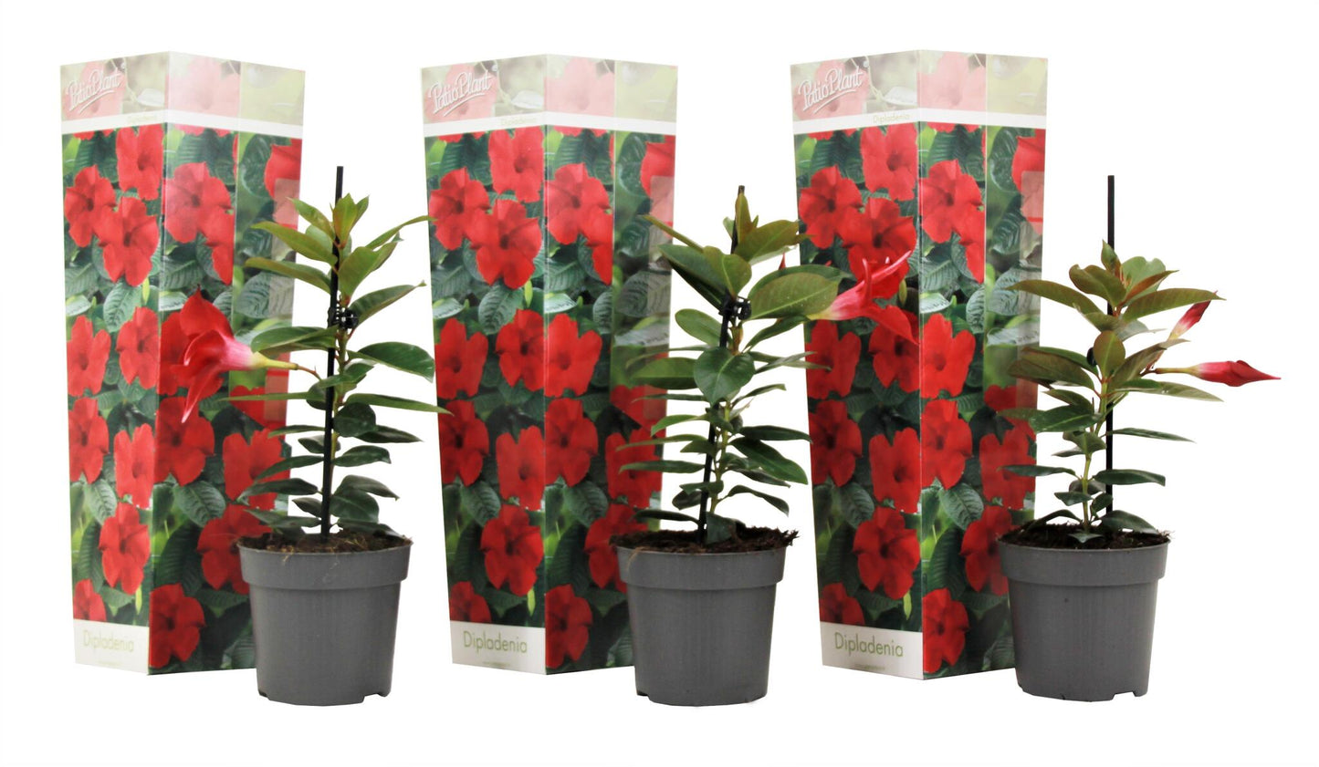 Mandevilla - 3 Pzs - Dipladenia Sanderii 'rio Red' - Altura 25-40cm - ⌀9cm_0