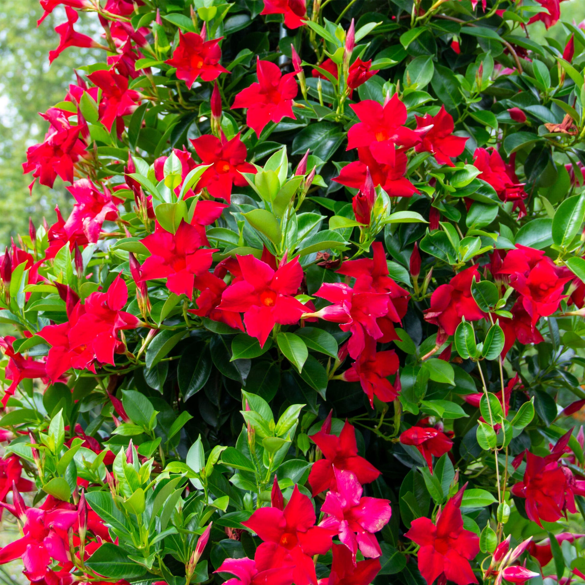 Mandevilla - 3 Pzs - Dipladenia Sanderii 'rio Red' - Altura 25-40cm - ⌀9cm_1