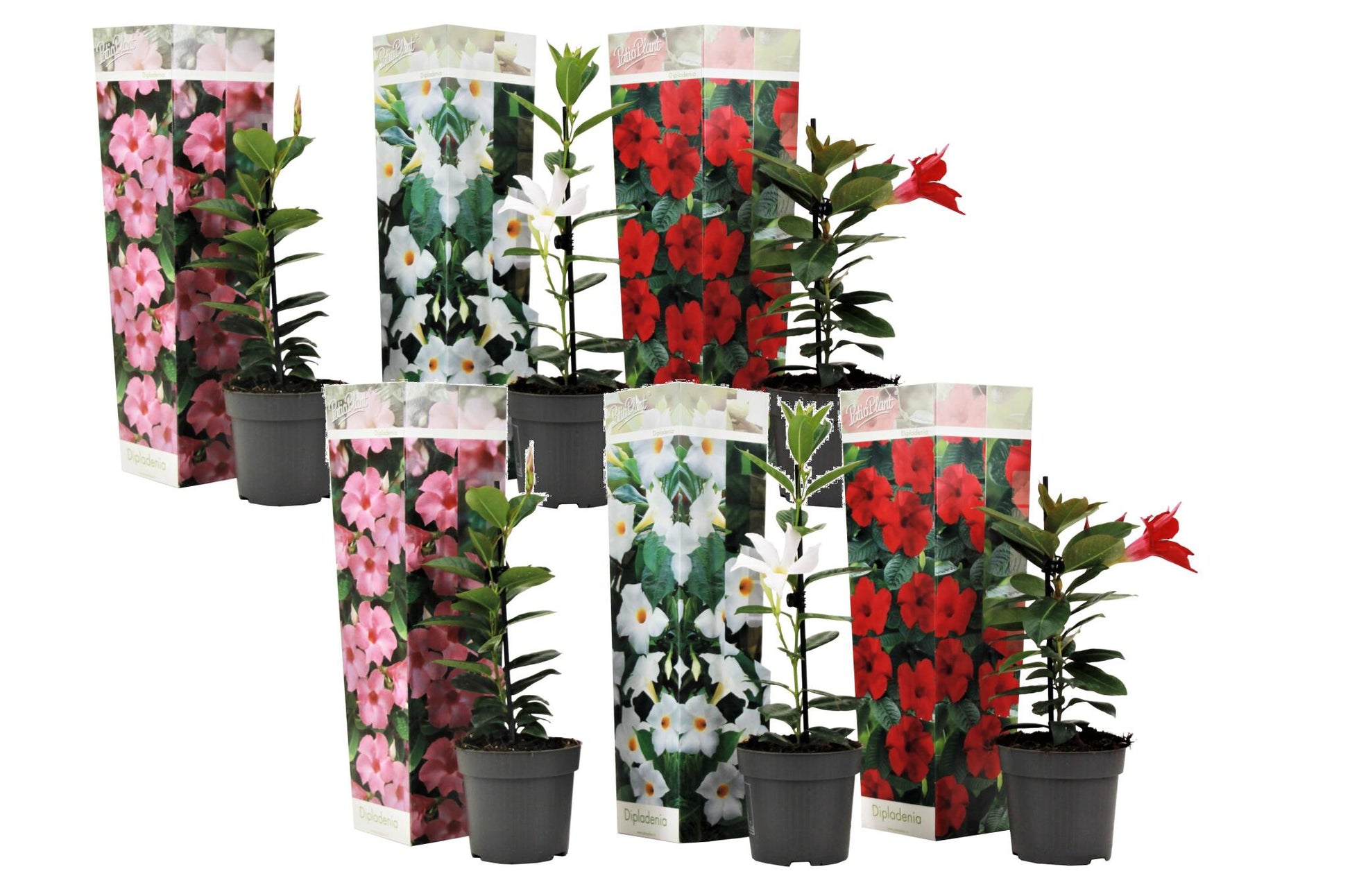 Mandevilla - 6 Pzs - Dipladenia Sanderii 'rio Mix' - Altura 25-40cm - ⌀9cm_0