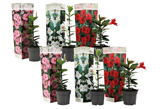 Mandevilla - 6 Pzs - Dipladenia Sanderii 'rio Mix' - Altura 25-40cm - ⌀9cm_0
