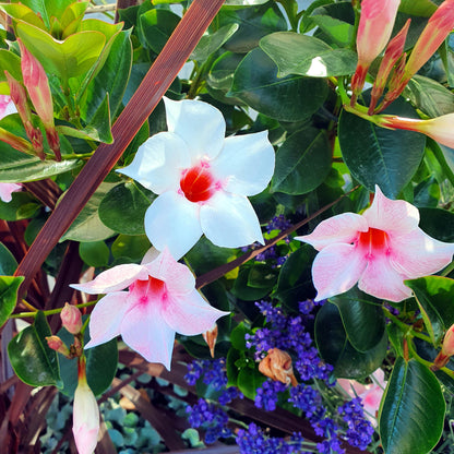 Mandevilla - 6 Pzs - Dipladenia Sanderii 'rio Mix' - Altura 25-40cm - ⌀9cm_3