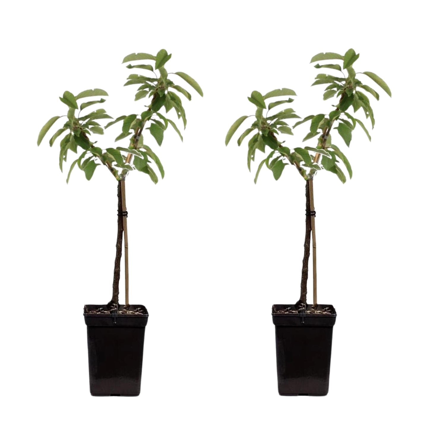 Manzano - 2 Pzs - Malus - Altura 60-80cm - ⌀15cm_0