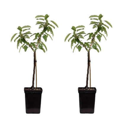 Manzano - 2 Pzs - Malus - Altura 60-80cm - ⌀15cm_0