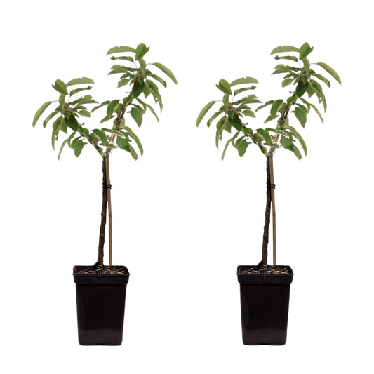 Manzano - 2 Pzs - Malus - Altura 60-80cm - ⌀15cm_0