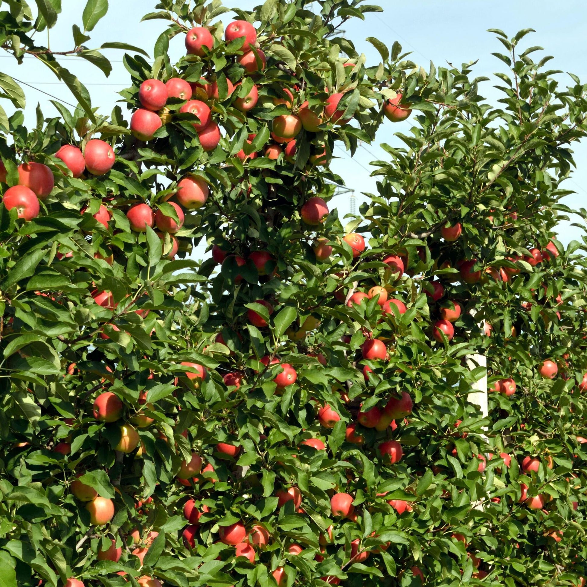 Manzano - 3 Pzs - Malus - Altura 60-70cm - ⌀9cm_1