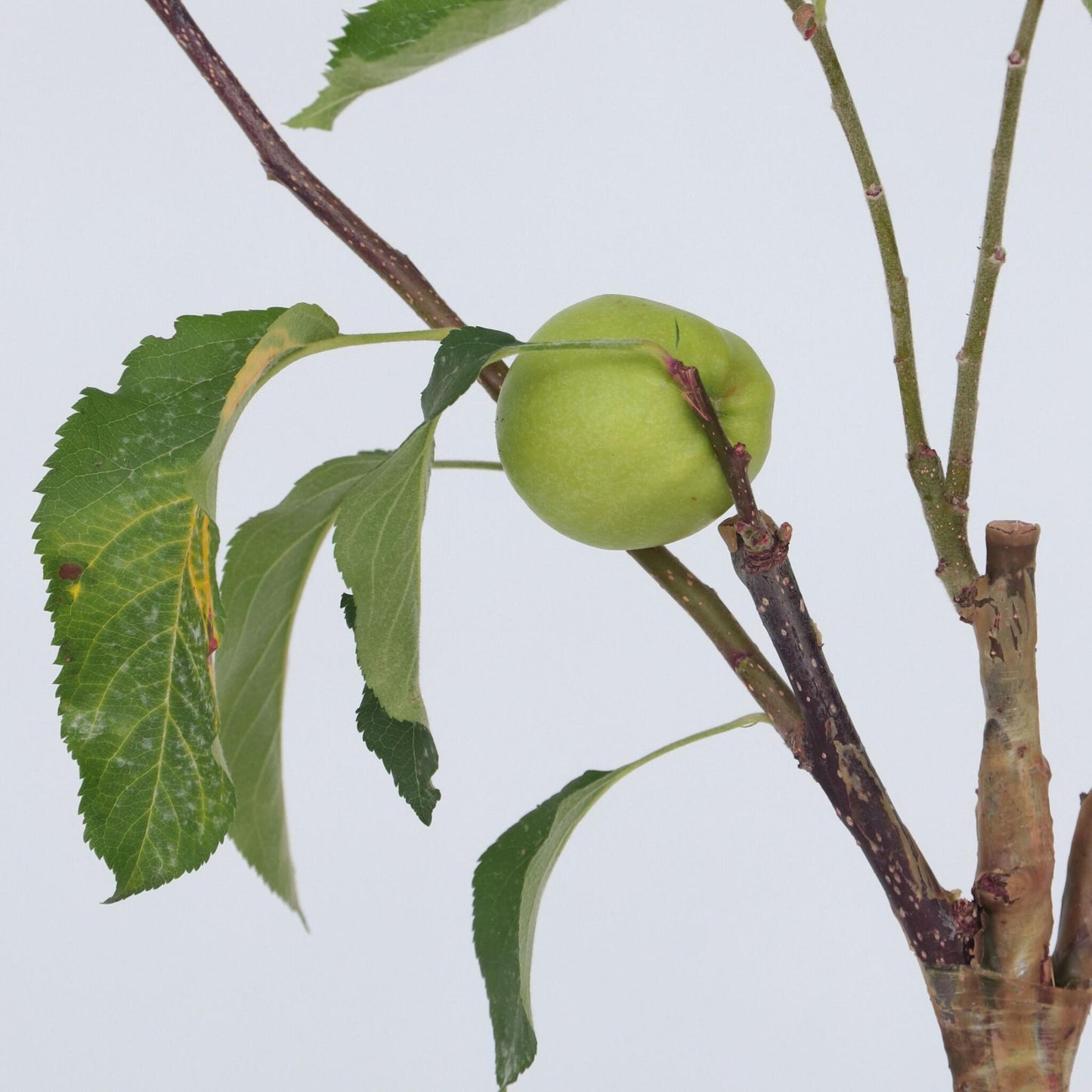 Manzano - Malus - Altura 60-70cm - ⌀17cm_3