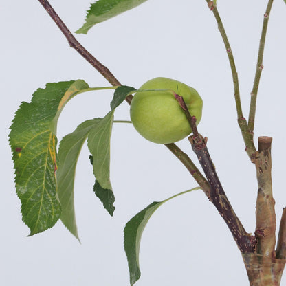 Manzano - Malus - Altura 60-80cm - ⌀15cm_3