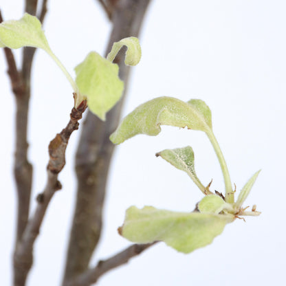 Manzano - Malus Domestica 'elstar' - Altura 90-100cm - ⌀21cm_3