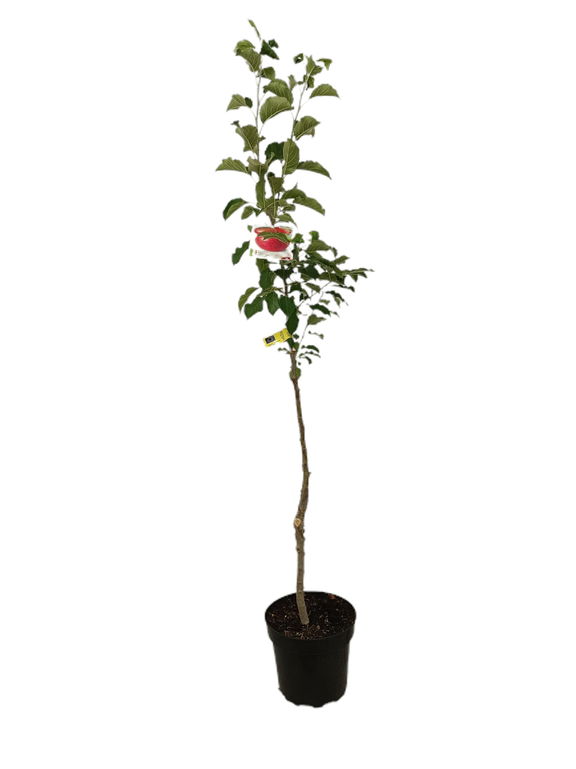 Manzano Rosa Tardia M25_1