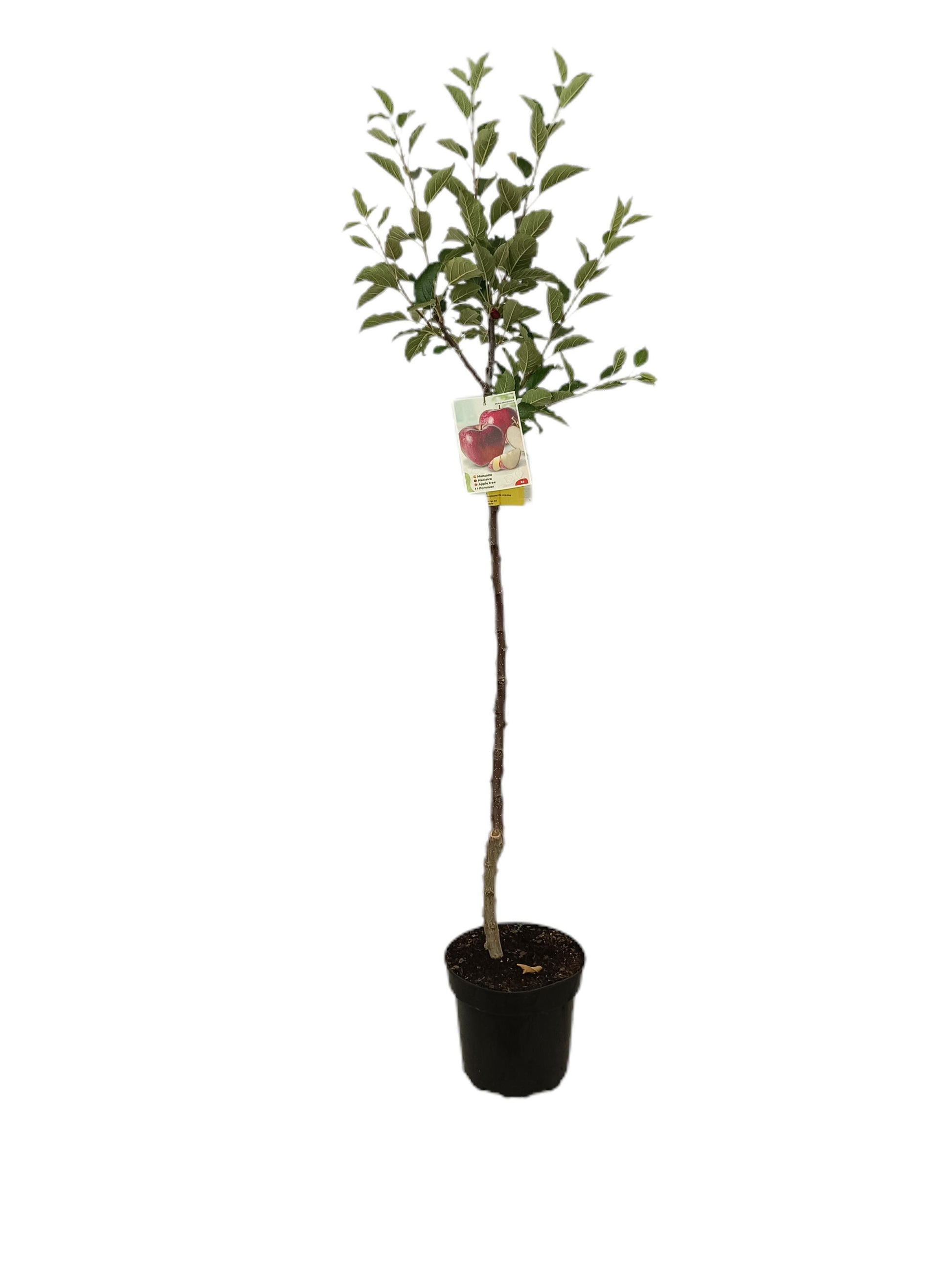 Manzano Starquin M25_1