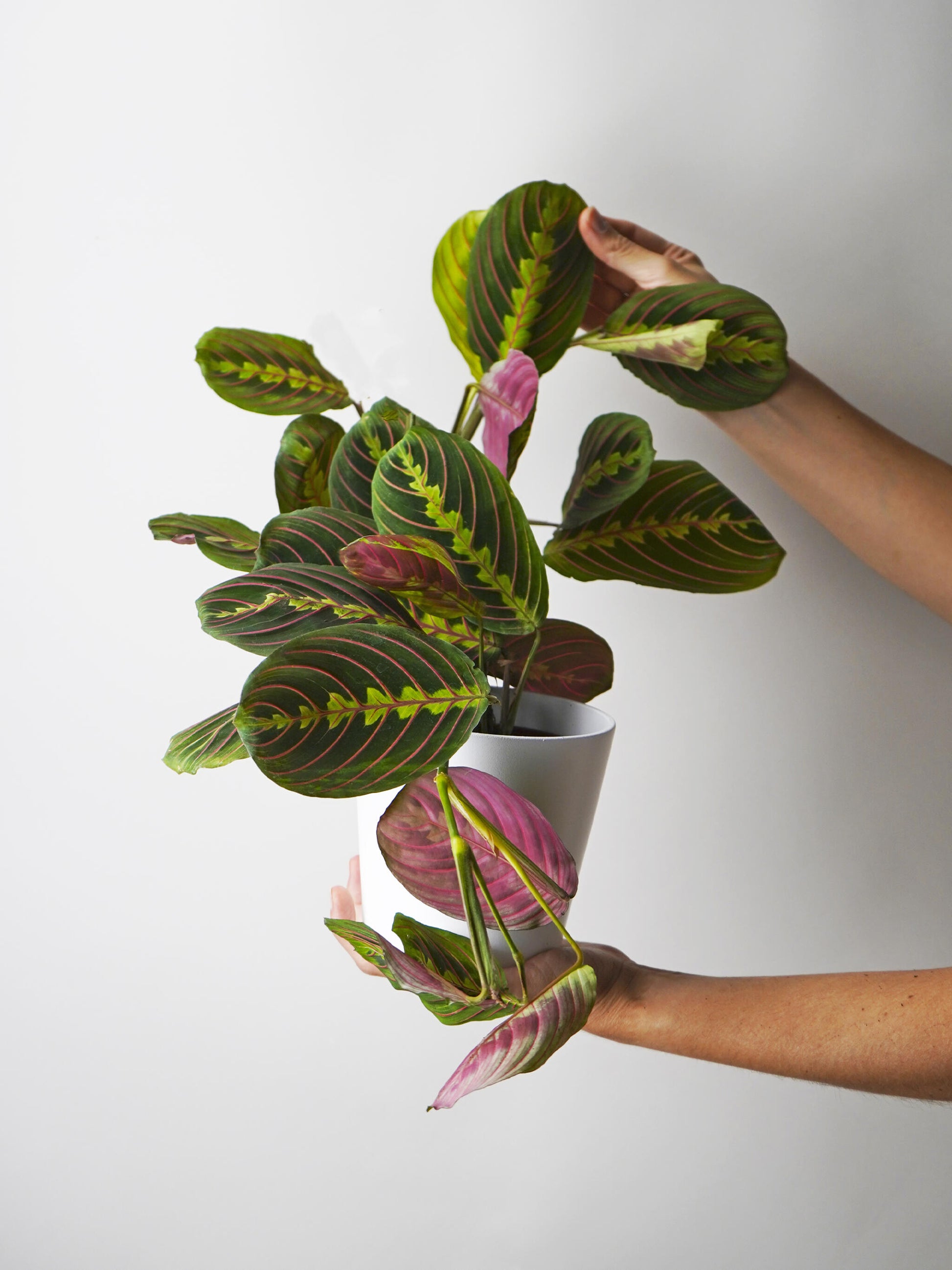 Maranta Fascinator | Altura 30cm - Diámetro 12cm_0