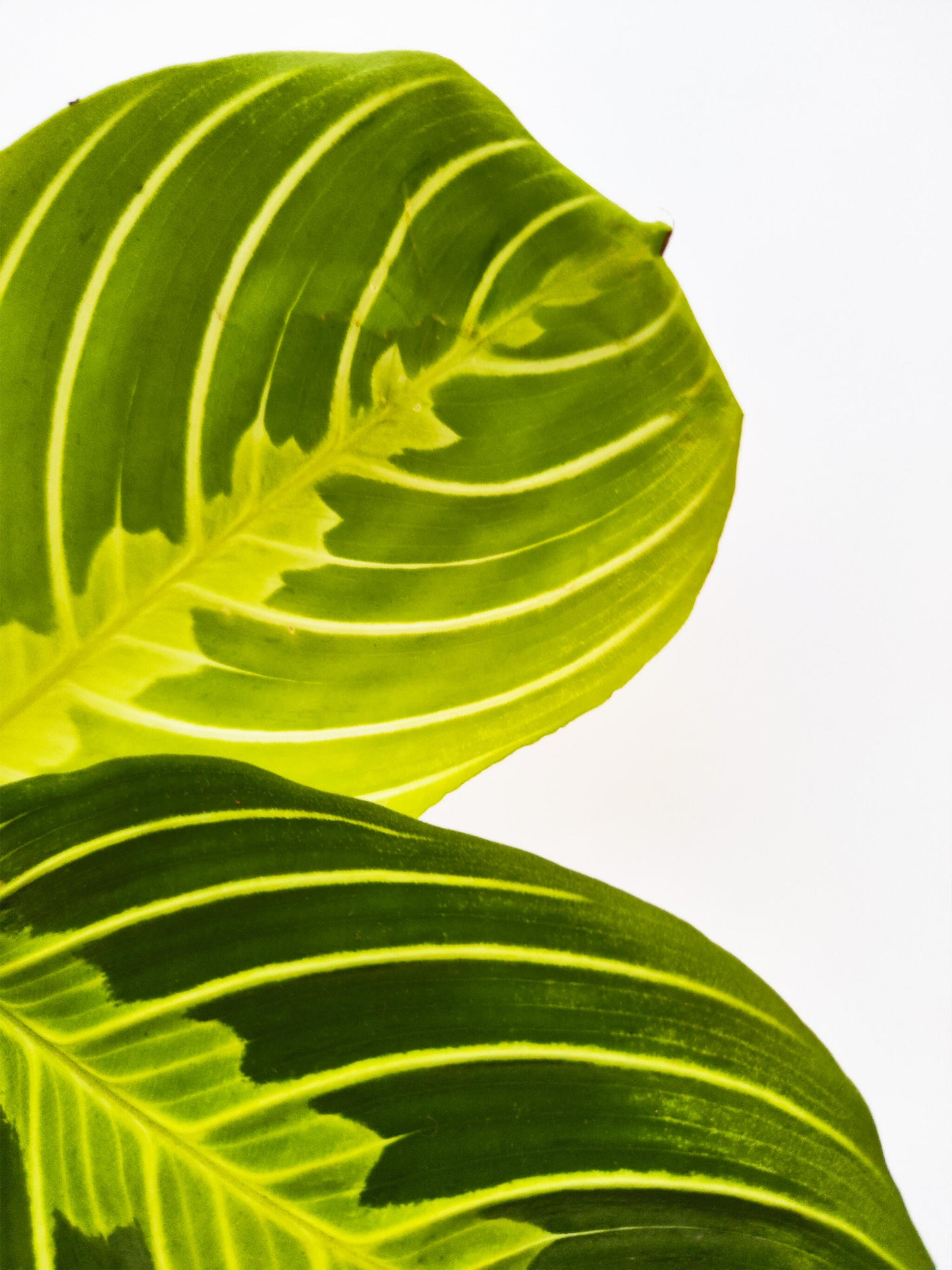 Maranta Fascinator | Altura 30cm - Diámetro 12cm_1