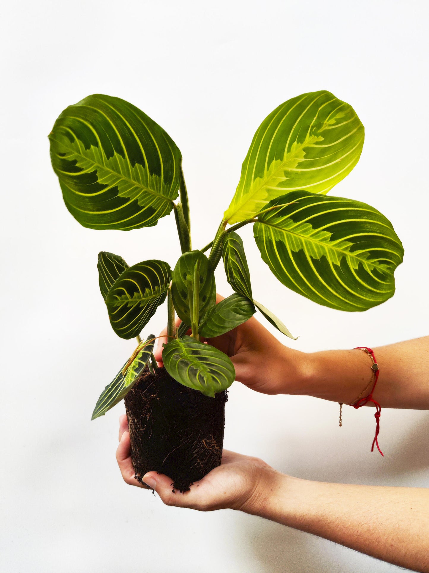 Maranta Fascinator | Altura 30cm - Diámetro 12cm_2