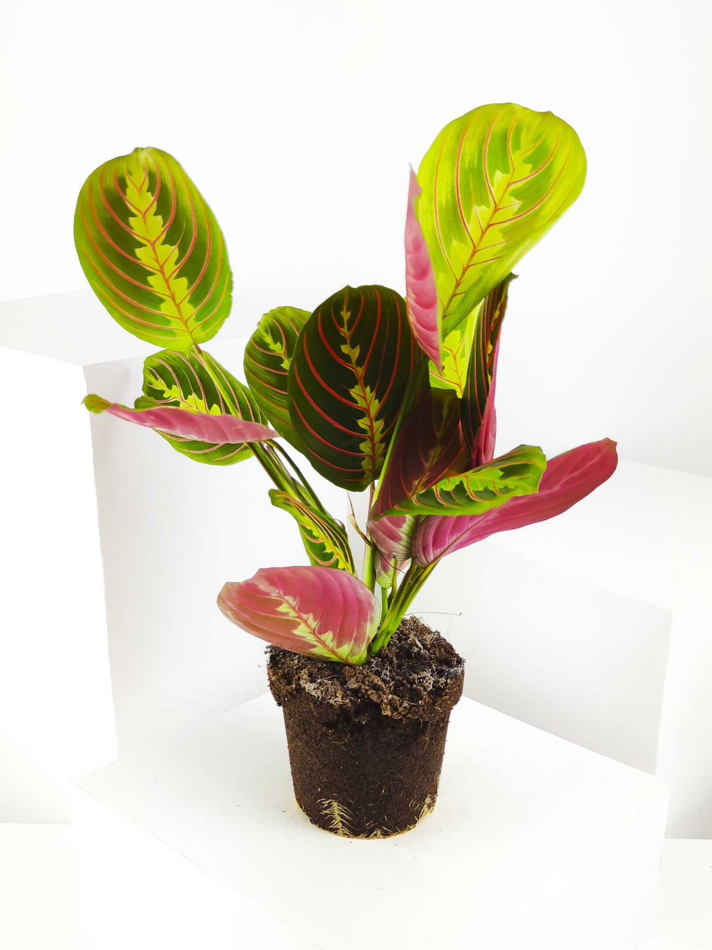 Maranta Fascinator | Altura 30cm - Diámetro 12cm_3