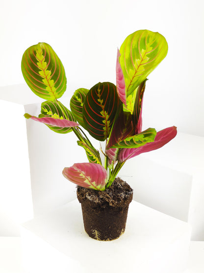 Maranta Fascinator | Altura 30cm - Diámetro 12cm_3