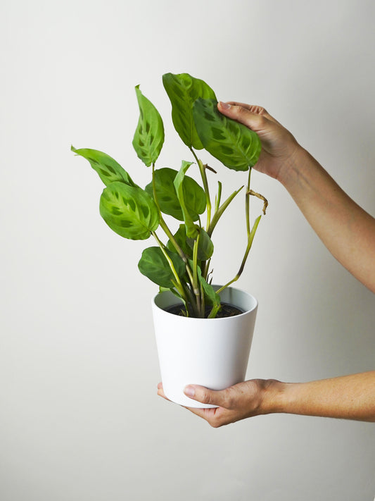 Maranta Kerchoveana_0