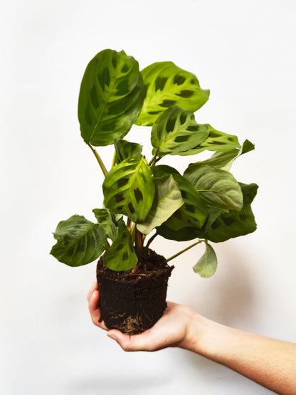 Maranta Kerchoveana_2