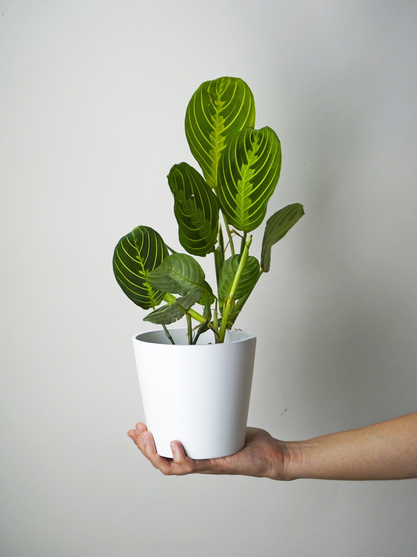 Maranta Lemon Lime_0