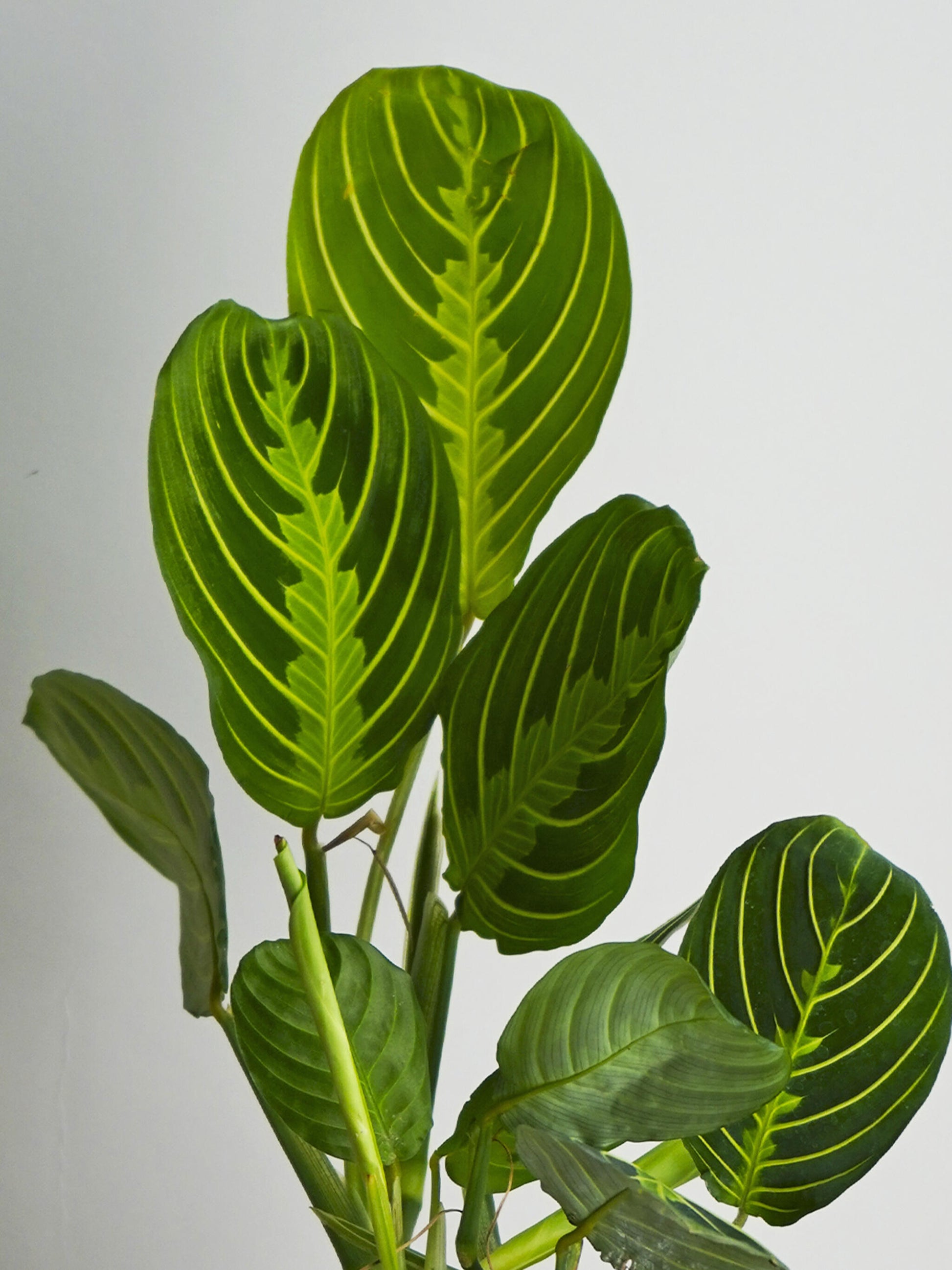 Maranta Lemon Lime_1