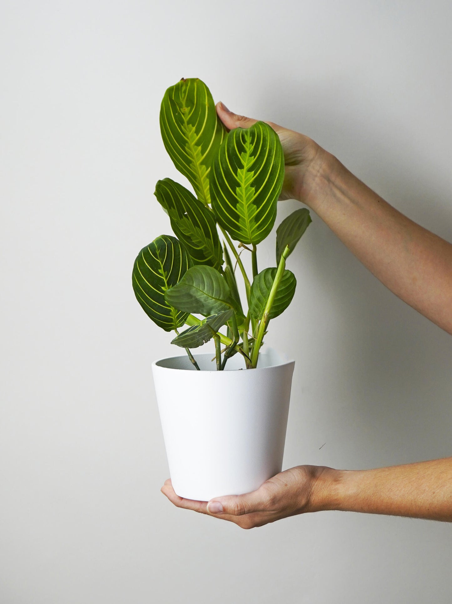 Maranta Lemon Lime_2
