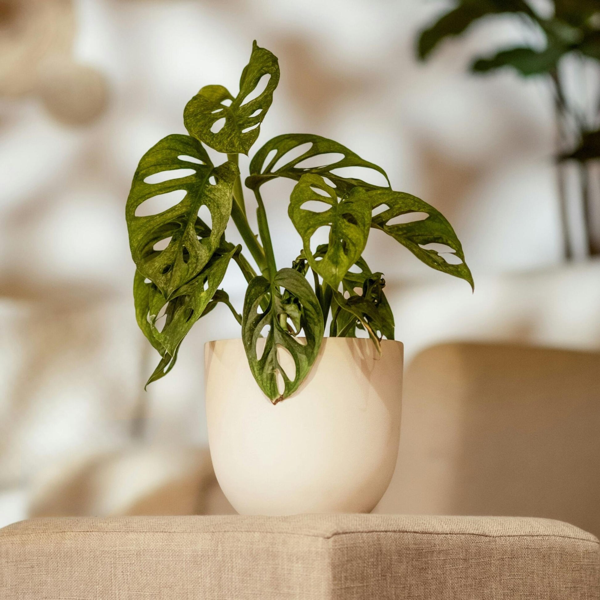 Máscara De Mono - 2 Pzs - Monstera Adansonii 'monkey Mask' - A25-30cm - ⌀12cm_4
