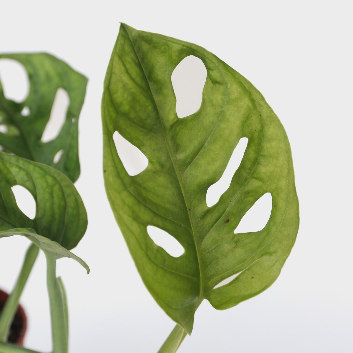 Máscara De Mono - 2 Pzs - Monstera 'monkey Mask' - Altura 25-30cm - ⌀12cm_3