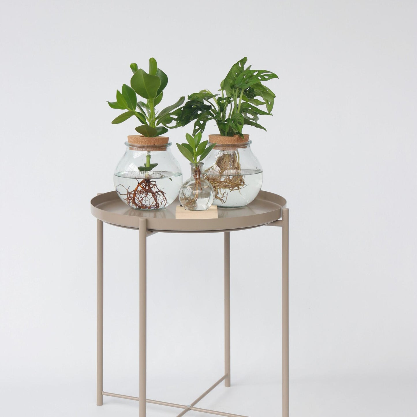 Máscara De Mono - Monstera Adansonii 'monkey Mask' - Altura 25-35cm - ⌀20cm_1