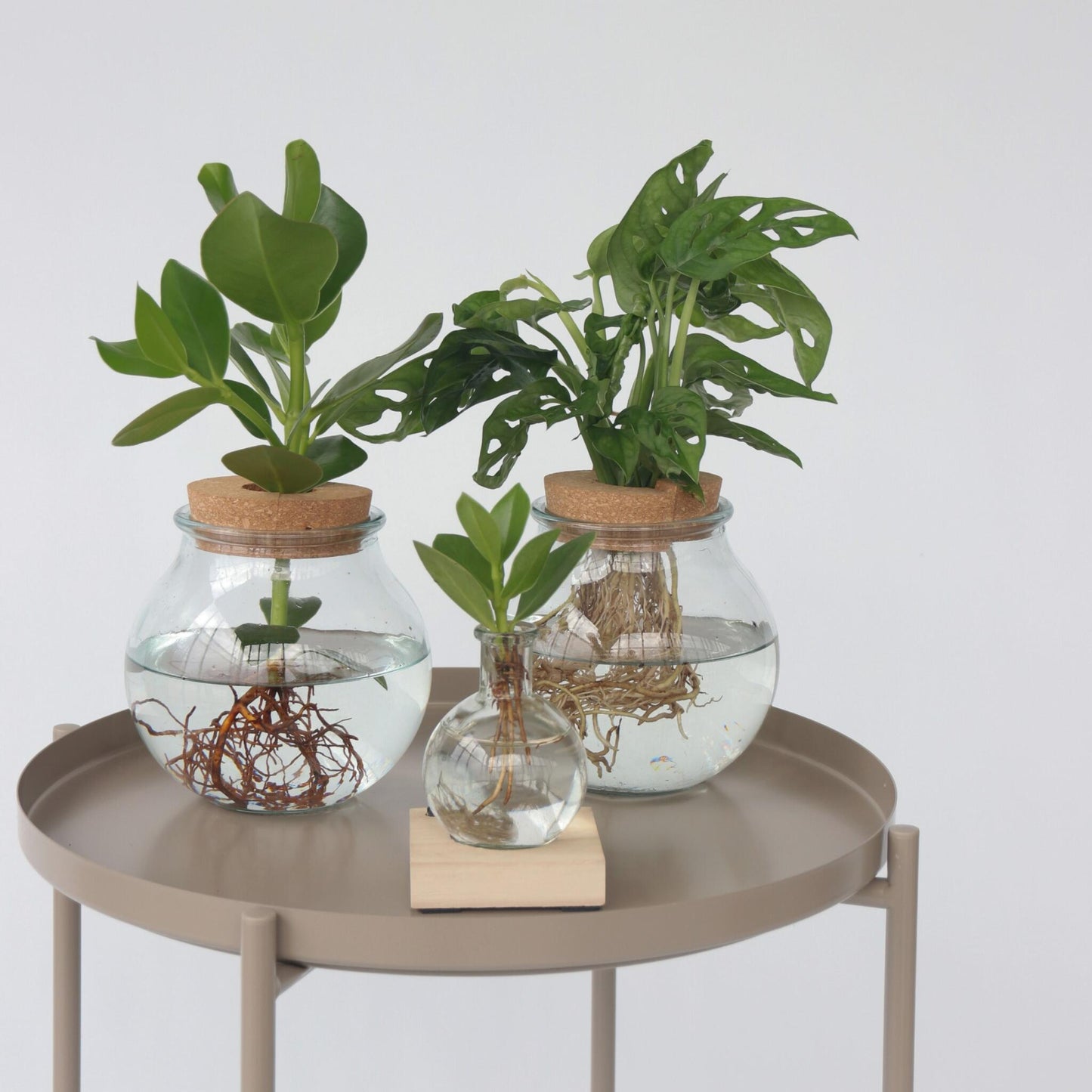 Máscara De Mono - Monstera Adansonii 'monkey Mask' - Altura 25-35cm - ⌀20cm_4