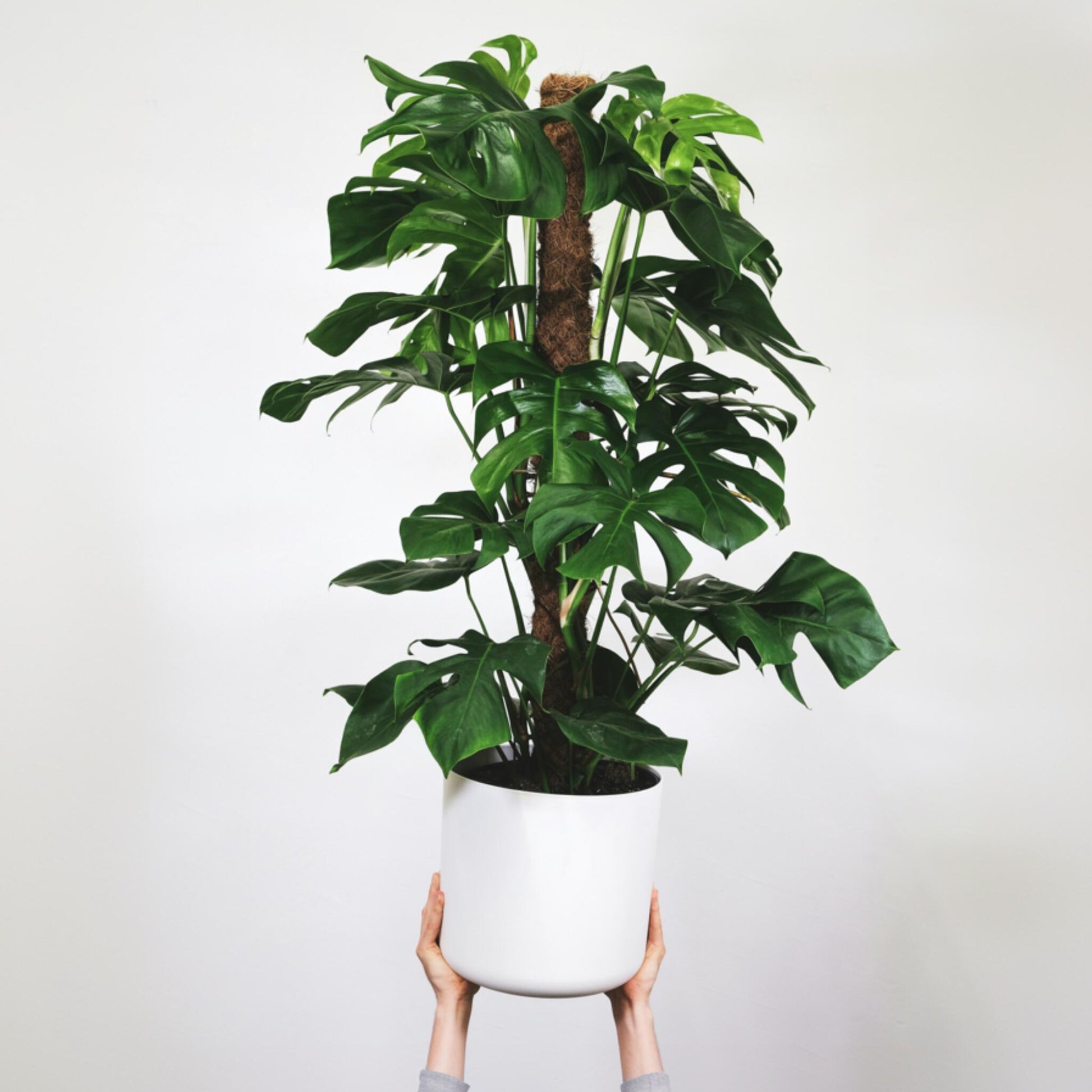 Máscara De Mono - Monstera Adansonii 'monkey Mask' - Altura 60-70cm - ⌀16cm_1