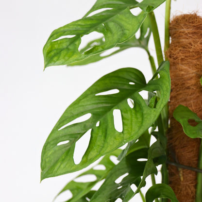 Máscara De Mono - Monstera Adansonii 'monkey Mask' - Altura 60-70cm - ⌀16cm_3