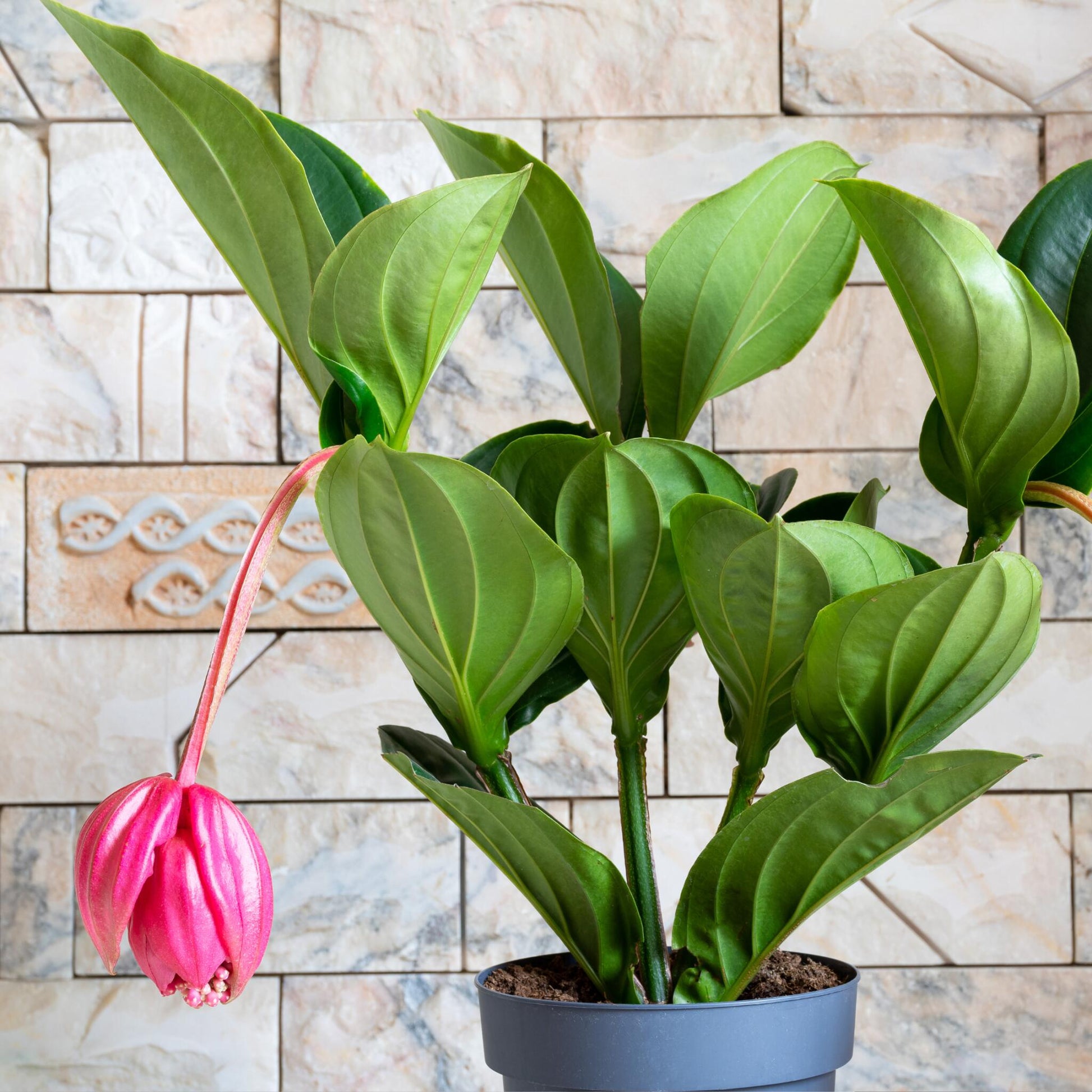 Medinilla De Flor Rosa - Medinilla Magnifica - Altura 40-50cm - ⌀14cm_1