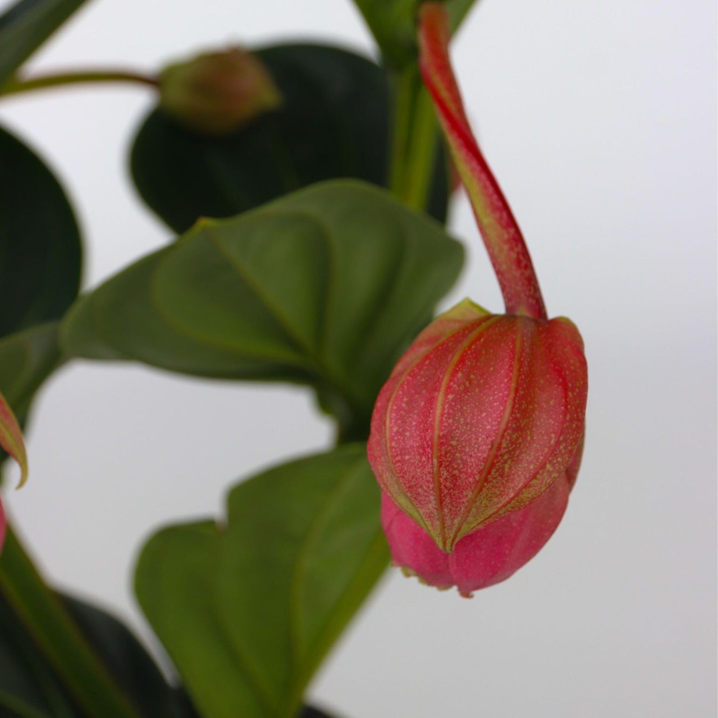 Medinilla De Flor Rosa - Medinilla Magnifica - Altura 40-50cm - ⌀14cm_3