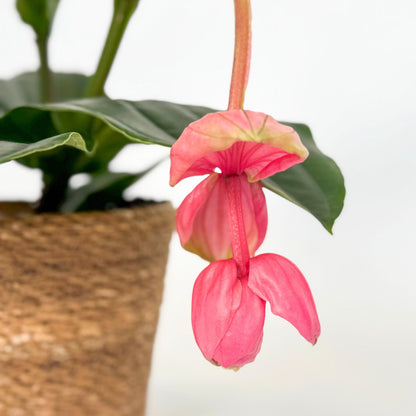 Medinilla De Flor Rosa - Medinilla Magnifica - Altura 40-50cm - ⌀17cm_3