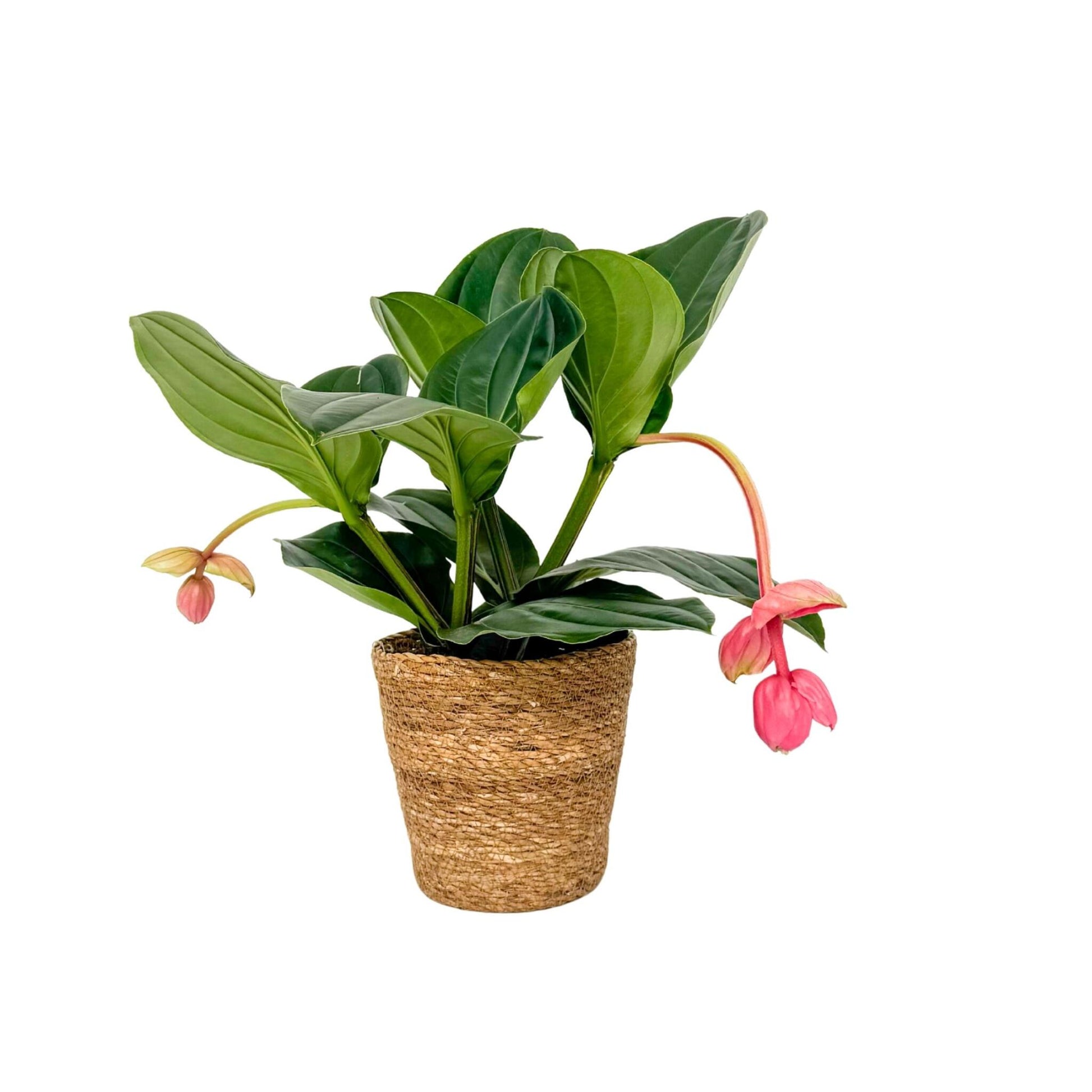 Medinilla De Flor Rosa - Medinilla Magnifica - Incluye Cesta - 40-50cm - ⌀17cm_0