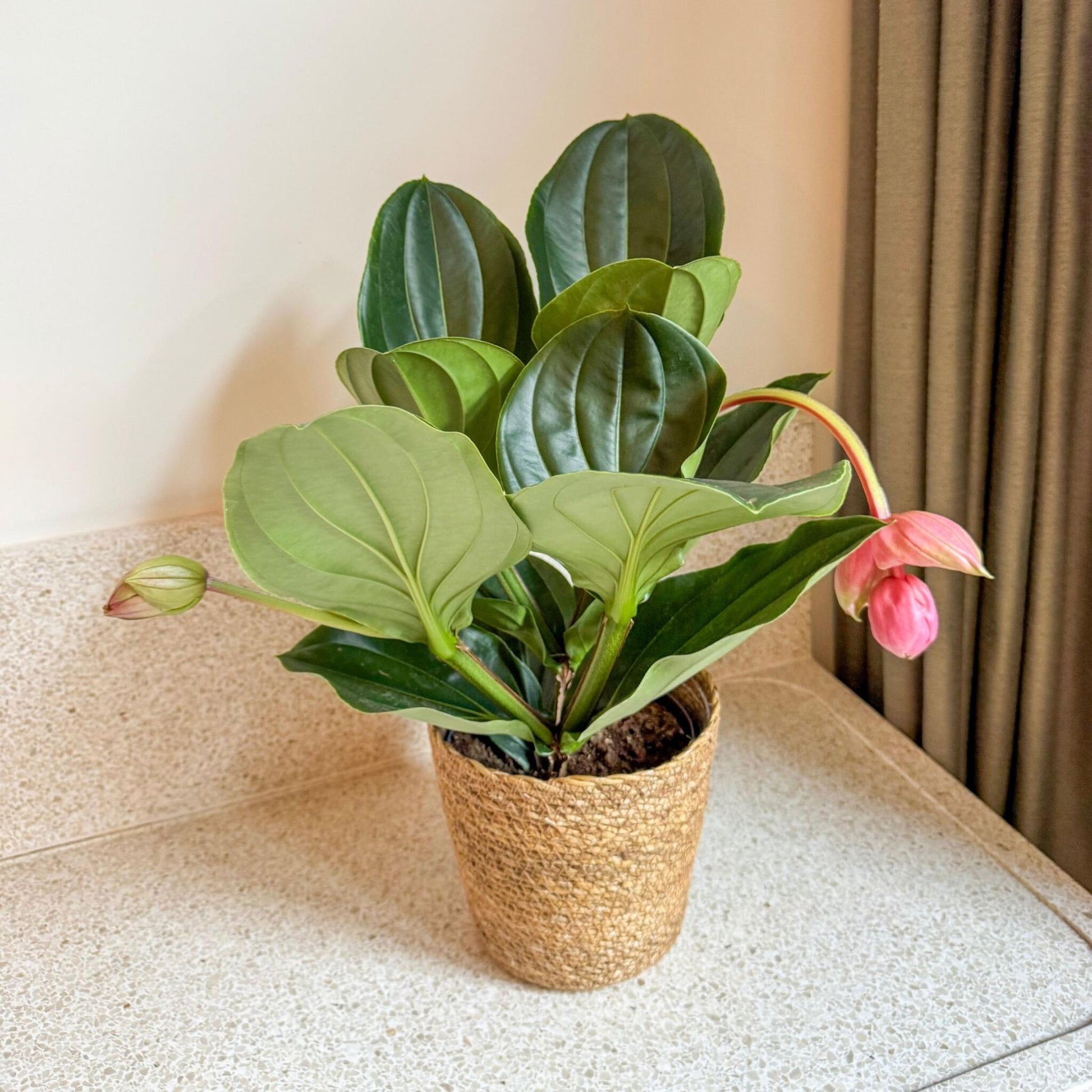 Medinilla De Flor Rosa - Medinilla Magnifica - Incluye Cesta - 40-50cm - ⌀17cm_4