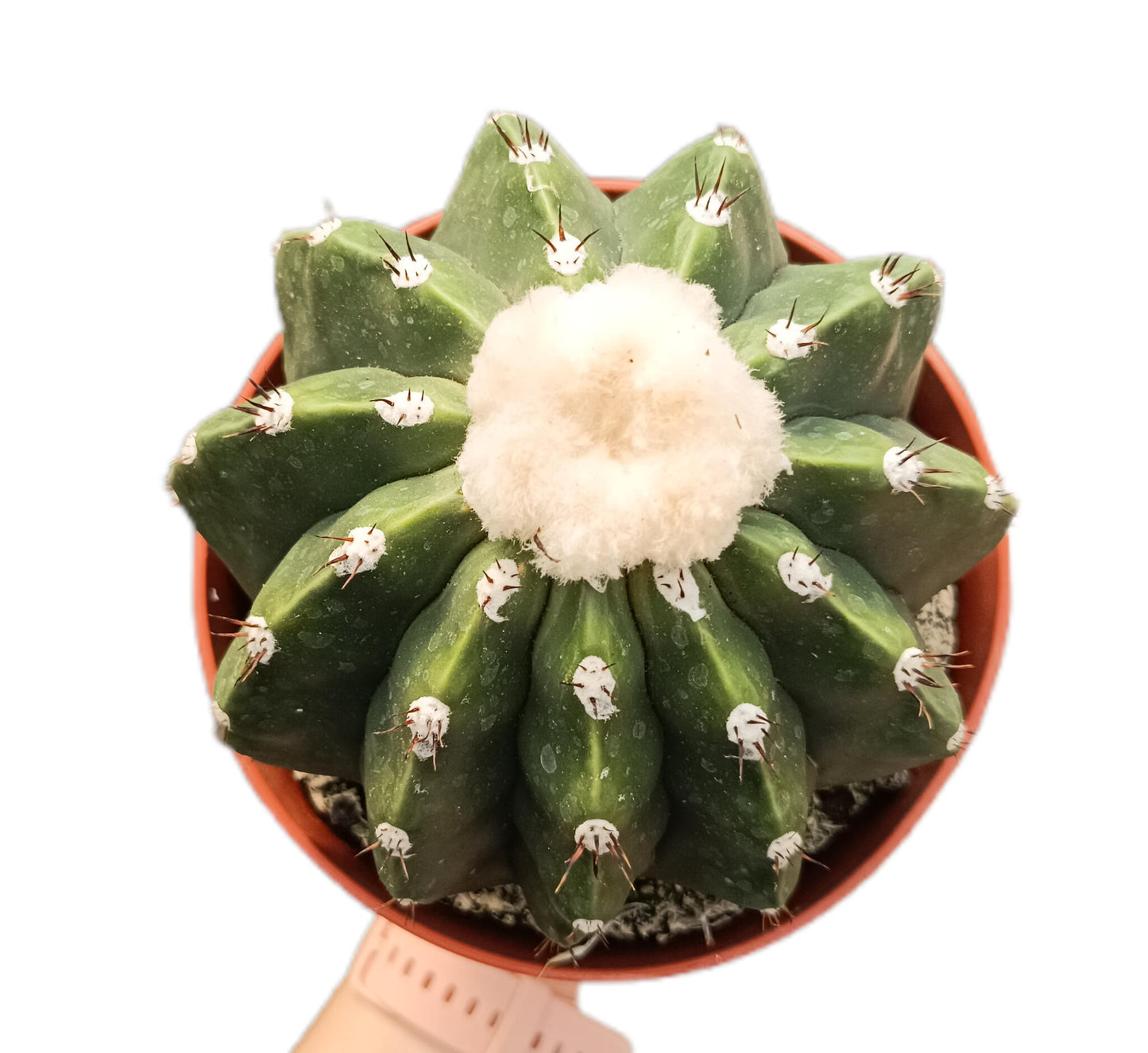 Melocactus Maxonii M15_1