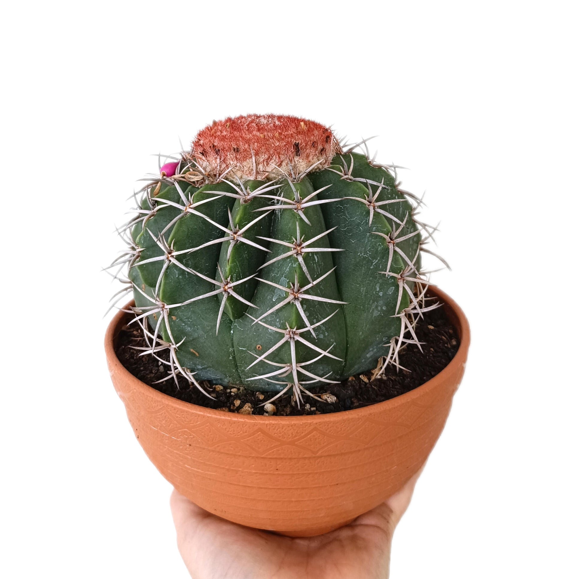 Melocactus Neryi M17 15-18cm Diámetro_0