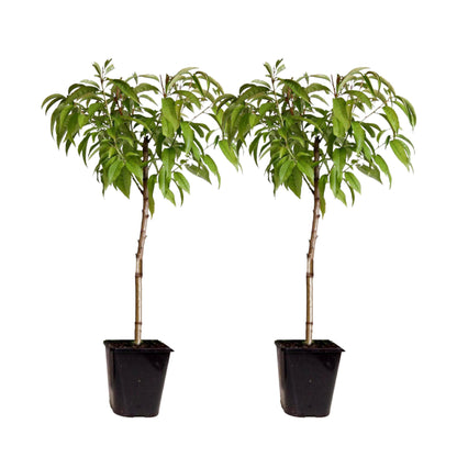Melocotonero - 2 Pzs - Prunus Bonanza Saturne - Altura 60-70cm - ⌀15cm_0