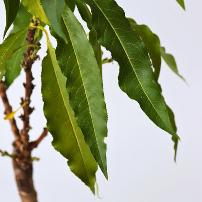 Melocotonero - 2 Pzs - Prunus 'bonanza' - Altura 60-70cm - ⌀15cm_3