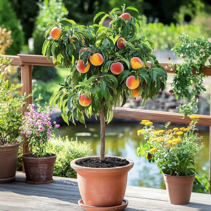 Melocotonero - Prunus 'bonanza' - Altura 60-70cm - ⌀15cm_1