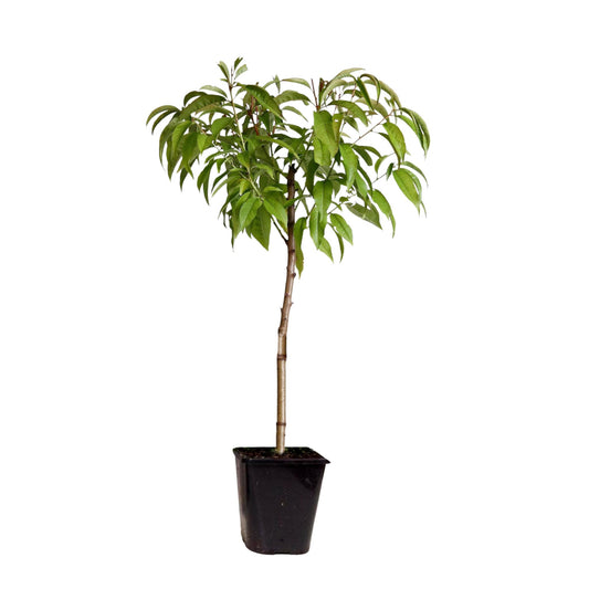 Melocotonero Enano - Prunus Persica 'saturne' - Altura 60-70cm - ⌀15cm_0