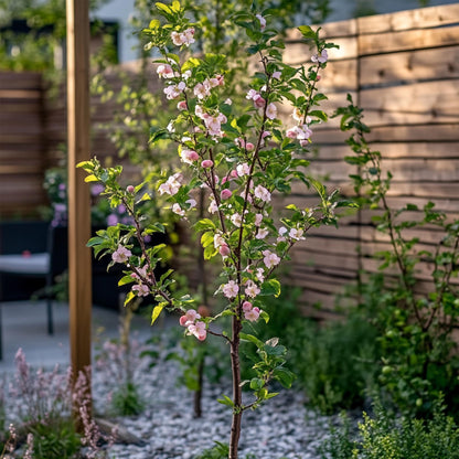 Melocotonero Enano - Prunus Persica 'saturne' - Altura 60-70cm - ⌀15cm_1