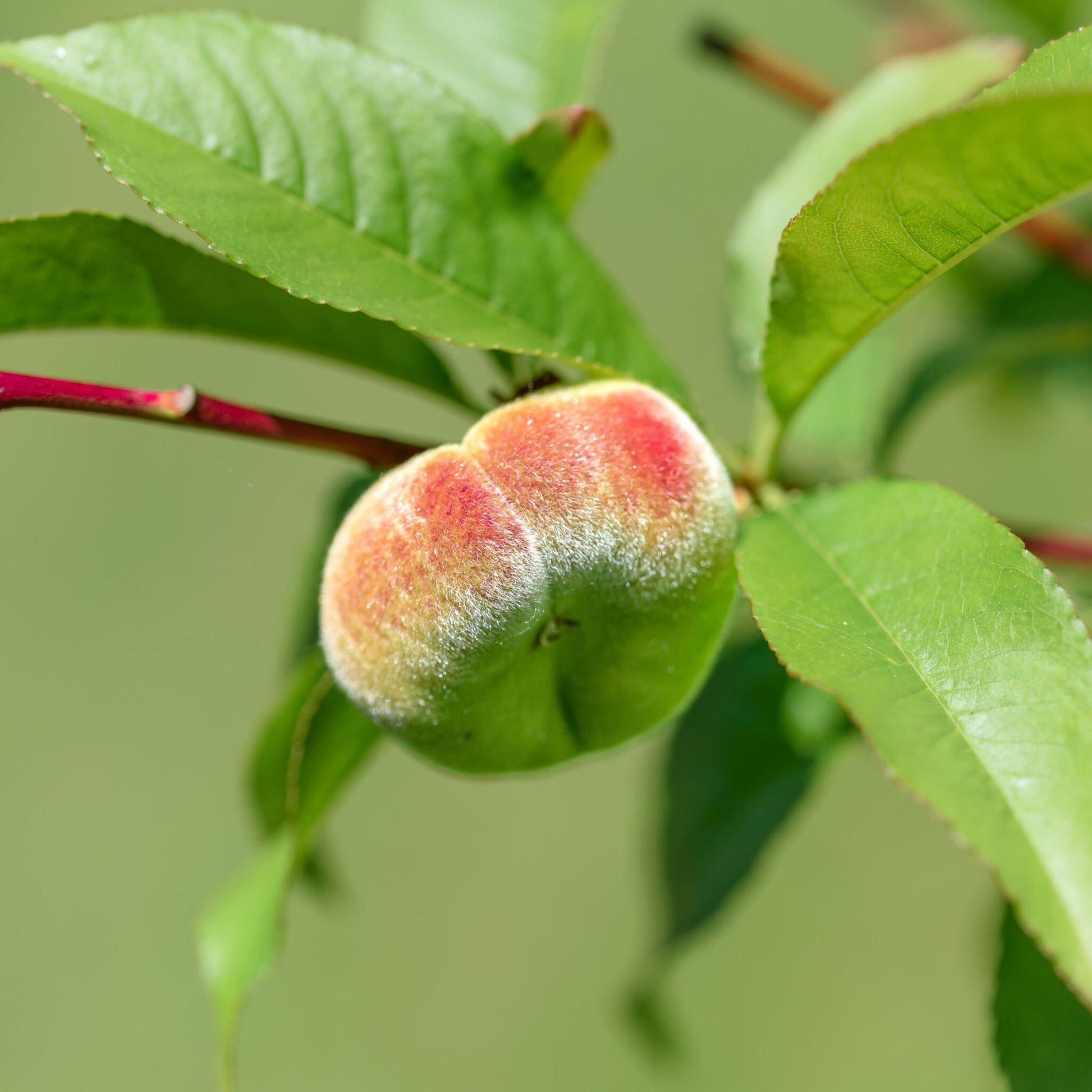 Melocotonero Enano - Prunus Persica 'saturne' - Altura 60-70cm - ⌀15cm_3