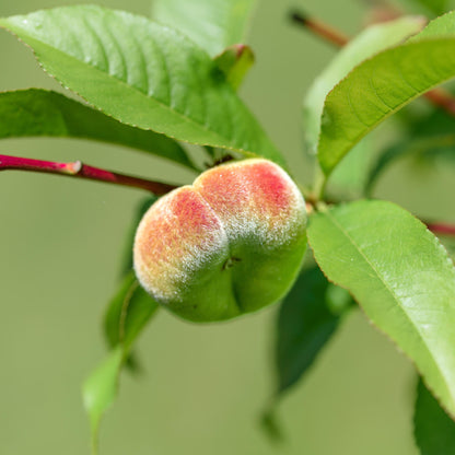 Melocotonero Enano - Prunus Persica 'saturne' - Altura 60-70cm - ⌀15cm_3