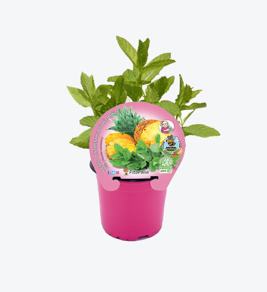 Menta Piña En Maceta 10,5 Cm. Natural - Fitoralia_0