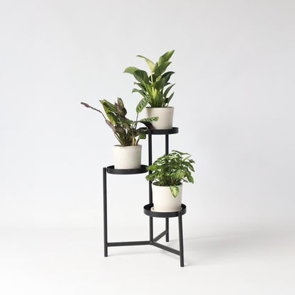 Mezcla Casera - 3 Pzs - Ctenanthe Philodendron Syngonium - A25-40cm - ⌀12cm_1