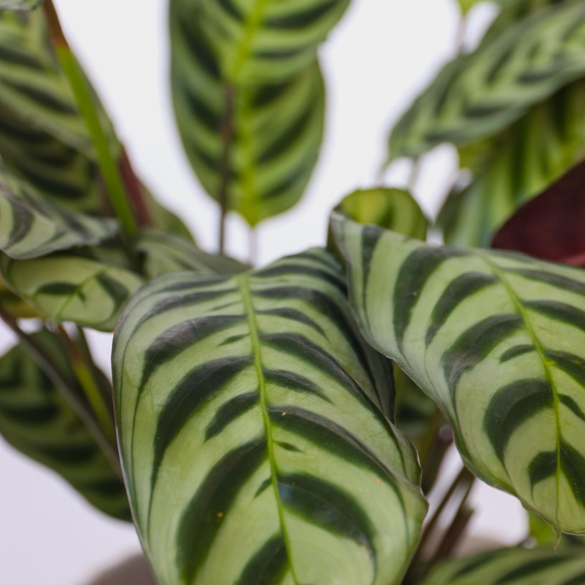 Mezcla Casera - 3 Pzs - Ctenanthe Philodendron Syngonium - A25-40cm - ⌀12cm_3