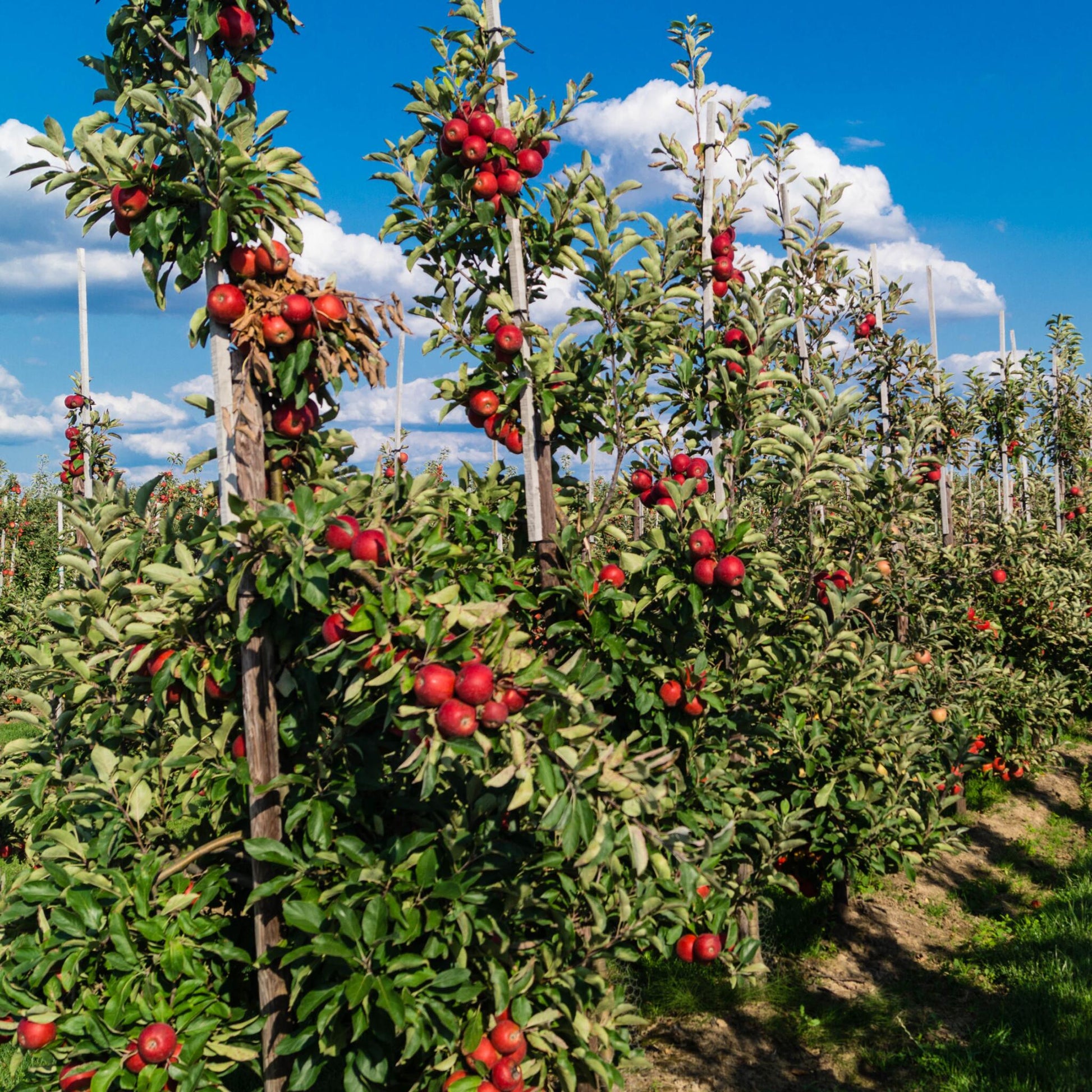 Mezcla De Árboles Frutales - 16 Pzs - Malus Pryus Prunus - A60-70cm - ⌀9cm_1